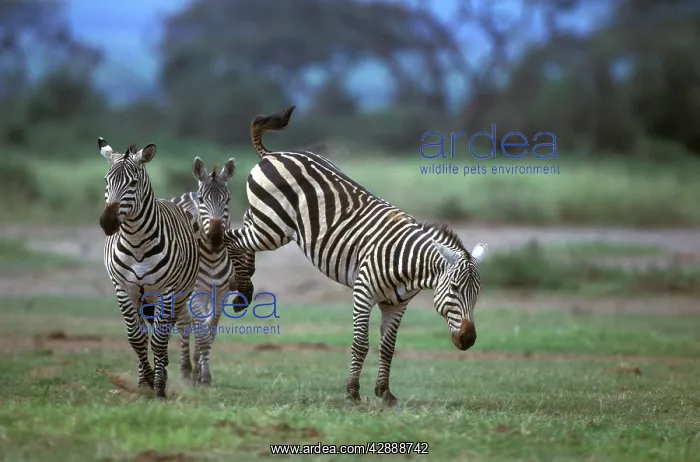 : Boehm's / Grant's Zebra - fighting : Boehm's / Grant's Zebra - fighting