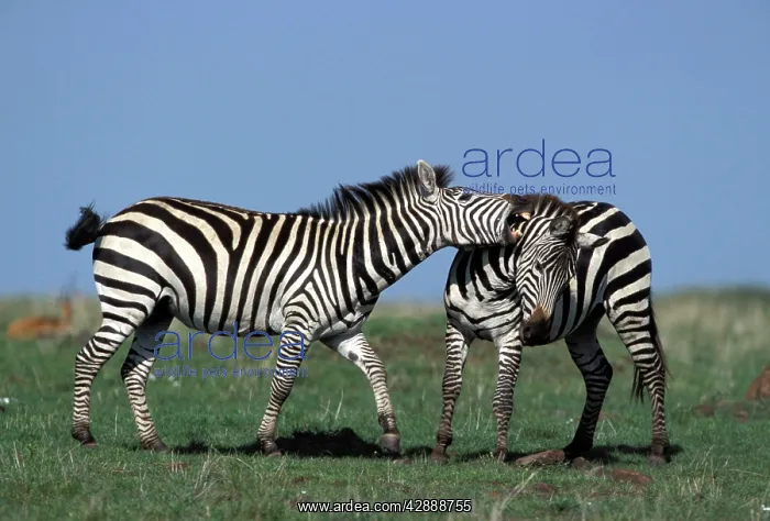 : Boehm's / Grant's Zebra - fighting : Boehm's / Grant's Zebra - fighting