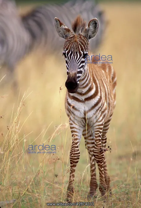 : Boehm's / Grant's Zebra - foal : Boehm's / Grant's Zebra - foal