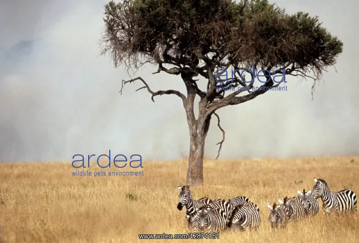 : Boehm's / Grant's Zebra - herd with fire and smoke behind : Boehm's / Grant's Zebra - herd with fire and smoke behind