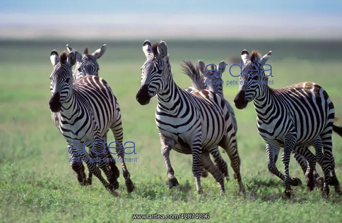 : Boehm's / Grant's Zebra - herd running : Boehm's / Grant's Zebra - herd running