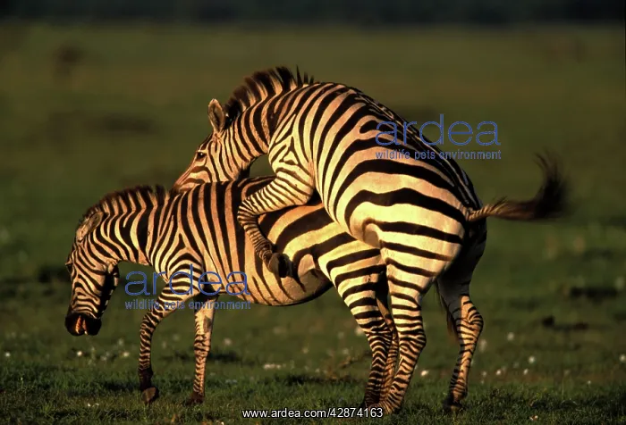 : Boehm's / Grant's Zebra - pair mating : Boehm's / Grant's Zebra - pair mating