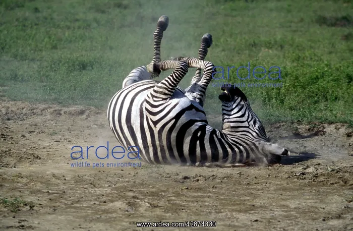 : Boehm's / Grant's Zebra - rolling : Boehm's / Grant's Zebra - rolling