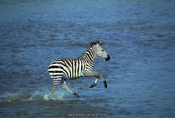 : Boehm's / Grant's Zebra - running through water : Boehm's / Grant's Zebra - running through water