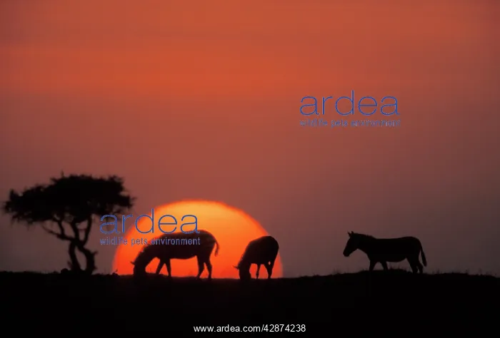 : Boehm's / Grant's Zebra - at sunset : Boehm's / Grant's Zebra - at sunset
