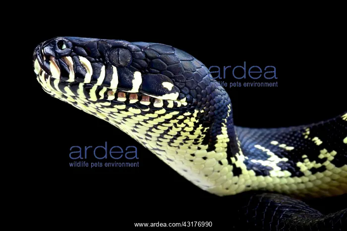 : Boelen's python ( Morelia boeleni), Papua New Guinea : Boelen's python ( Morelia boeleni), Papua New Guinea