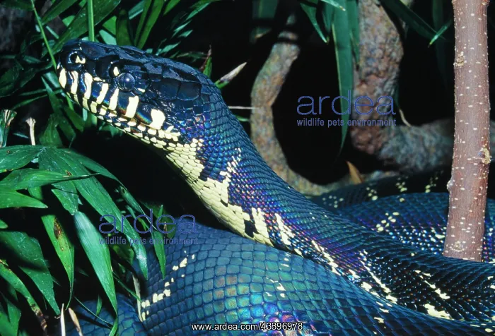 : Boelen's Python - A recent discovery in Papua New Guinea : Boelen's Python - A recent discovery in Papua New Guinea