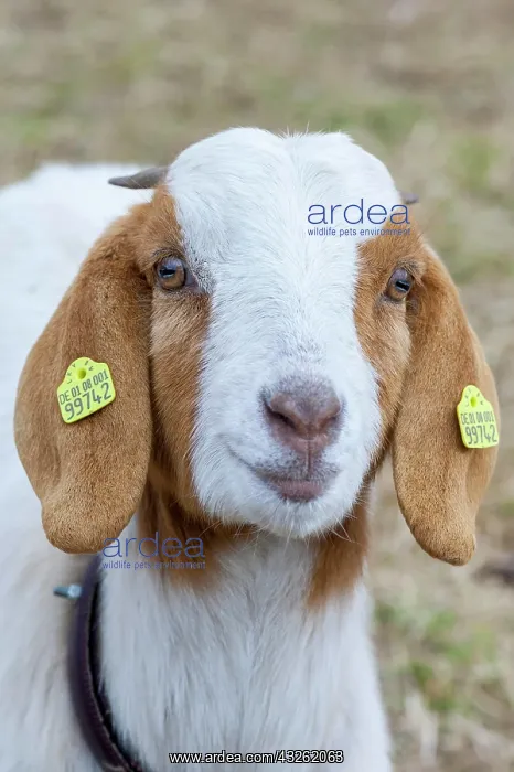 : Boer domestic goat (Capra aegagrus hircus) ear tags : Boer domestic goat (Capra aegagrus hircus) ear tags