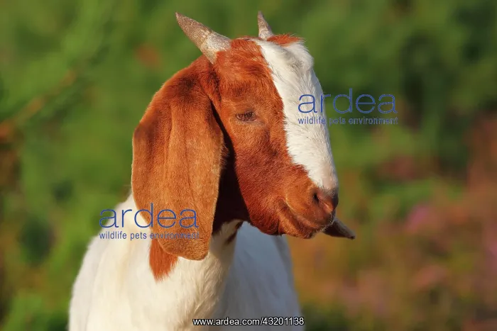 : Boer goat, robust goat breed for extensive landscaping : Boer goat, robust goat breed for extensive landscaping