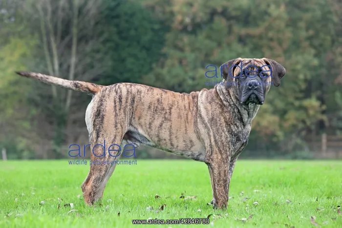 : Boerboel dog - adult : Boerboel dog - adult