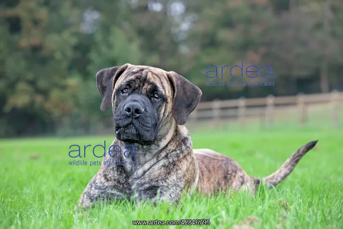 : Boerboel dog - adult