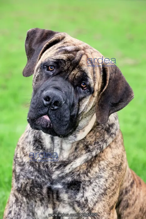  : Boerboel dog - adult