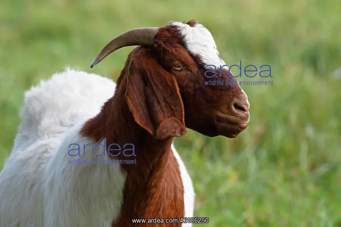 : BoersDomestic Goat (Capra aegagrus hircus) animal : BoersDomestic Goat (Capra aegagrus hircus) animal