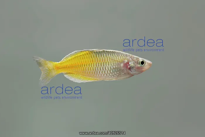 : Boeseman's Rainbow fish - side view : Boeseman's Rainbow fish - side view