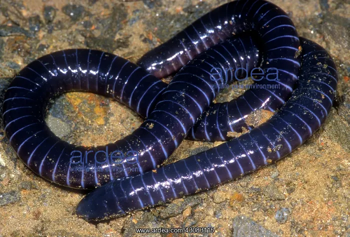 : Boettgers Caecilian : Boettgers Caecilian