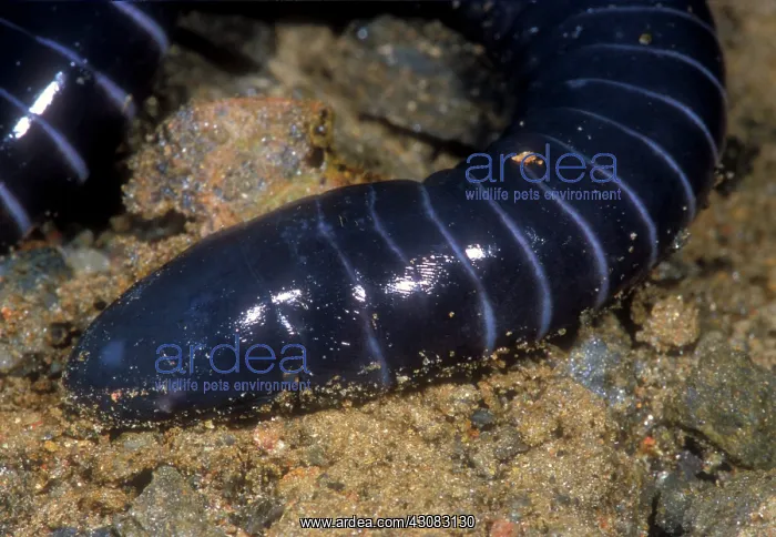 : Boettgers Caecilian : Boettgers Caecilian