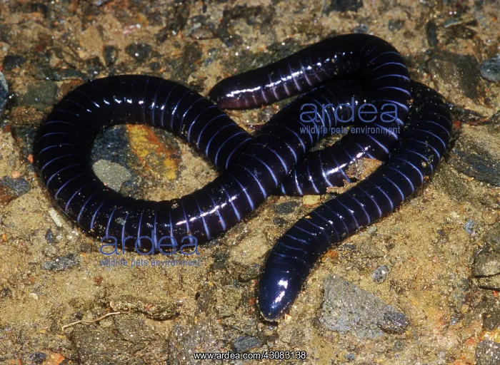 : Boettgers Caecilian : Boettgers Caecilian