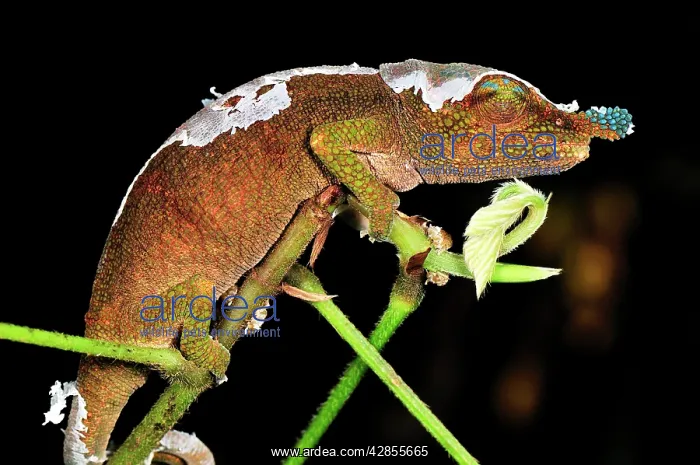 : Boettger's Chameleon / Blue-nosed Chameleon : Boettger's Chameleon / Blue-nosed Chameleon