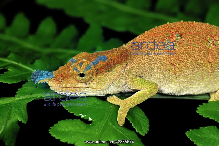 : Boettger's Chameleon / Blue-nosed Chameleon : Boettger's Chameleon / Blue-nosed Chameleon