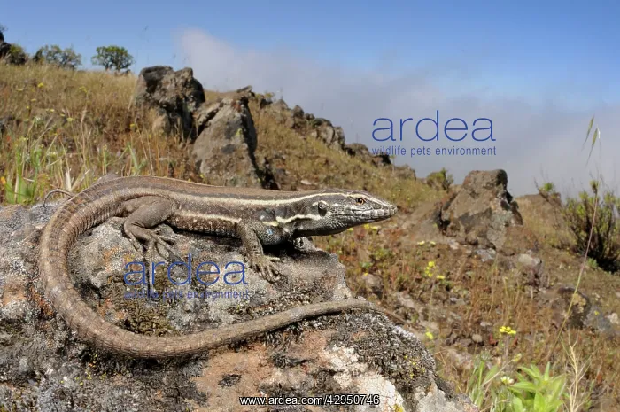 : Boettger's Lizard - female : Boettger's Lizard - female