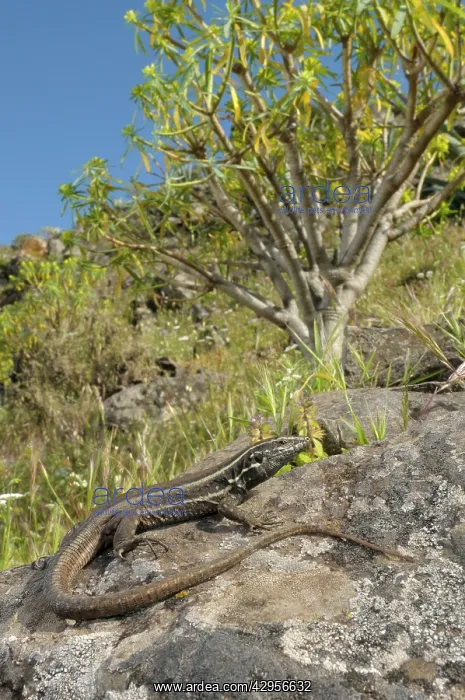 : Boettger's Lizard - female in habitat : Boettger's Lizard - female in habitat