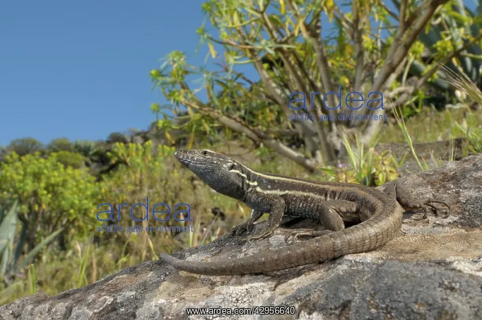 : Boettger's Lizard - female in habitat : Boettger's Lizard - female in habitat