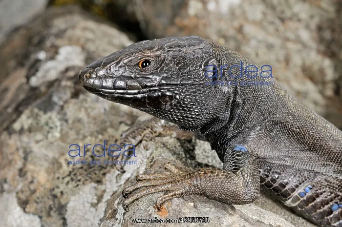 : Boettger's Lizard - male : Boettger's Lizard - male