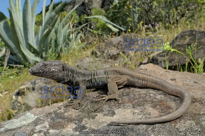 : Boettger's Lizard - male in habitat : Boettger's Lizard - male in habitat