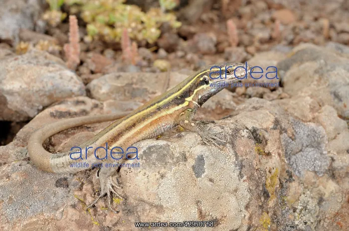  : Boettger's Lizard - young