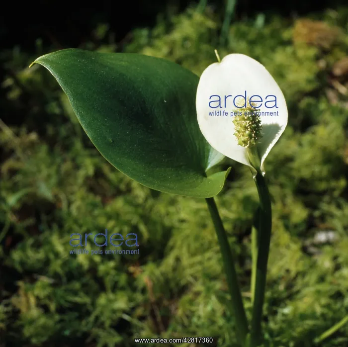  : BOG ARUM (Calla palustris)