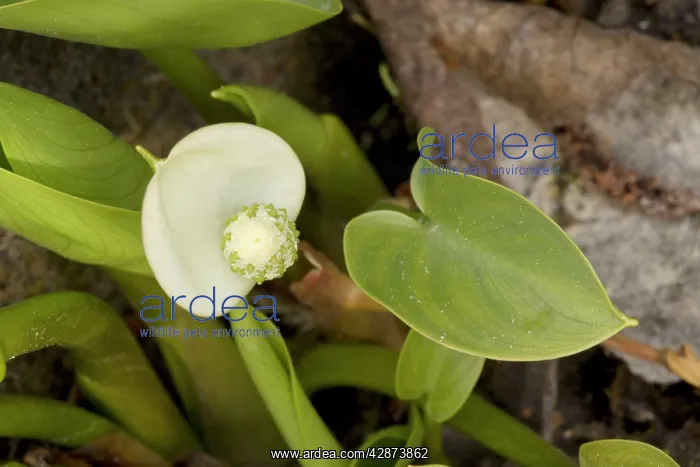  : Bog arum (Calla palustris). East Europe