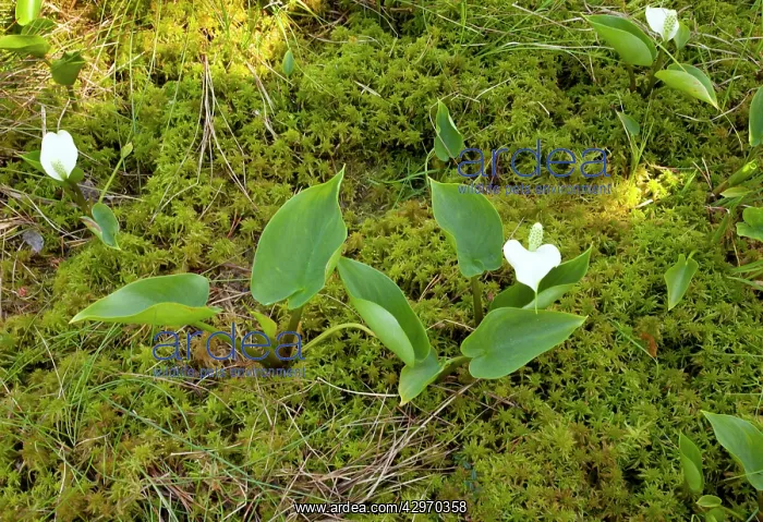 : Bog Arum or Marsh Calla : Bog Arum or Marsh Calla