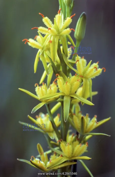 : Bog Asphodel : Bog Asphodel