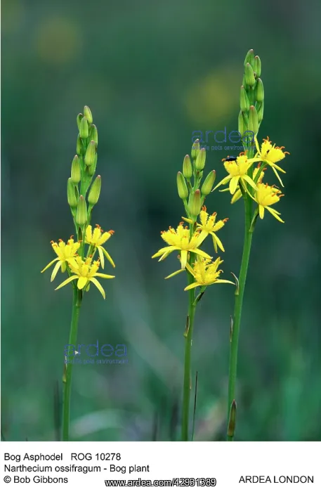 : Bog Asphodel : Bog Asphodel