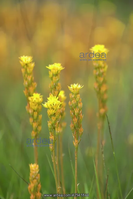 : Bog Asphodel : Bog Asphodel
