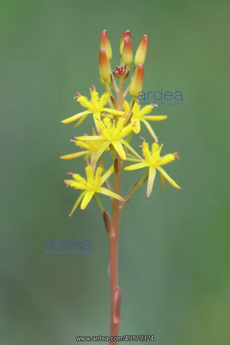 : Bog Asphodel : Bog Asphodel