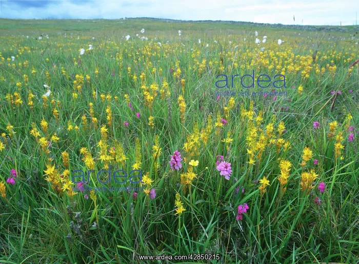: Bog asphodel - in boggy field : Bog asphodel - in boggy field