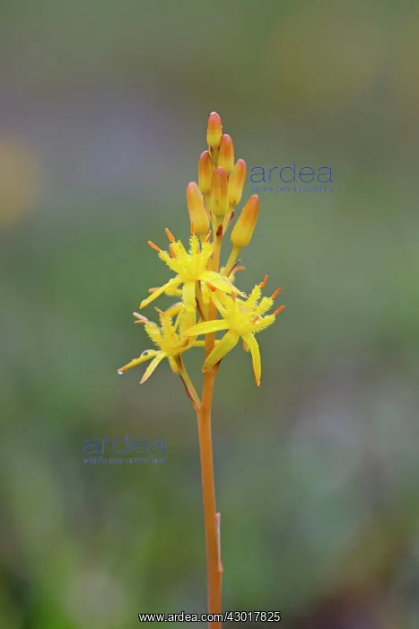 : Bog Asphodel Flower / Lancashire / Bastard Asphodel : Bog Asphodel Flower / Lancashire / Bastard Asphodel