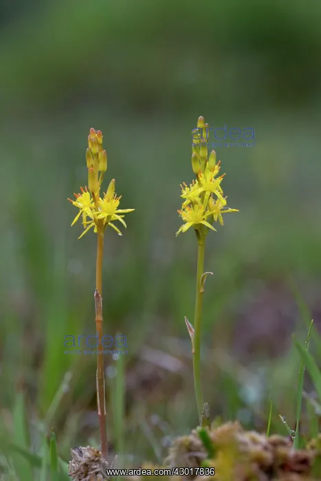 : Bog Asphodel Flower / Lancashire / Bastard Asphodel : Bog Asphodel Flower / Lancashire / Bastard Asphodel