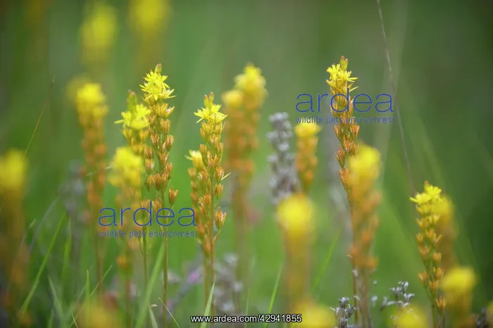 : Bog Asphodel. Location - bogs and wet heaths : Bog Asphodel. Location - bogs and wet heaths