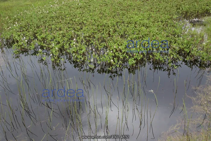 : Bog Bean. Isle of Lewis, Outer Hebrides, Scotland : Bog Bean. Isle of Lewis, Outer Hebrides, Scotland