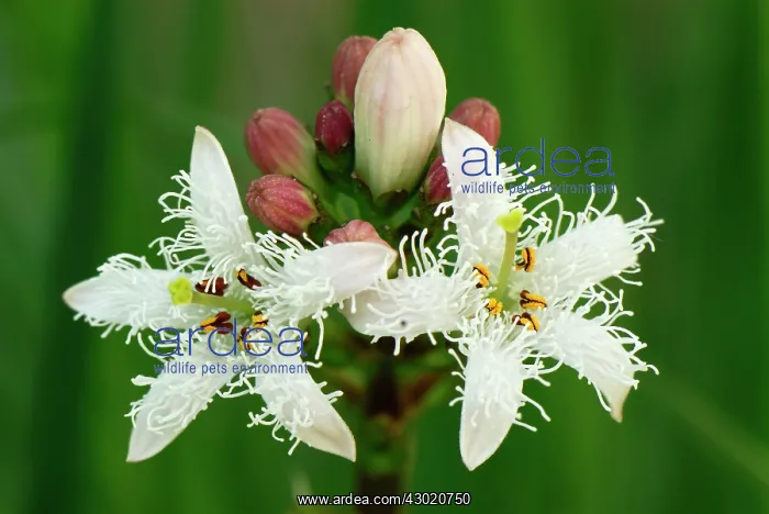  : Bog Bean Buckbean