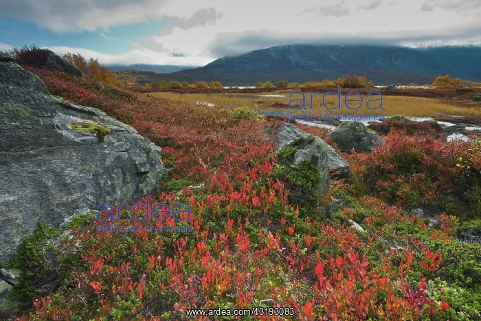 : Bog bilberries (Vaccinium uliginosum) in a fjell : Bog bilberries (Vaccinium uliginosum) in a fjell