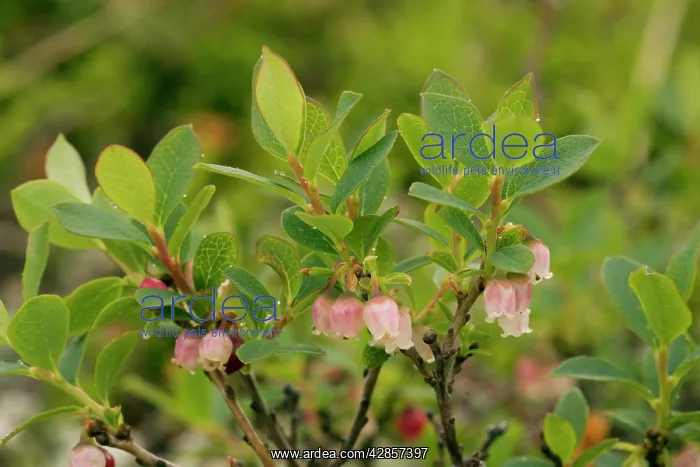 : Bog bilberry : Bog bilberry