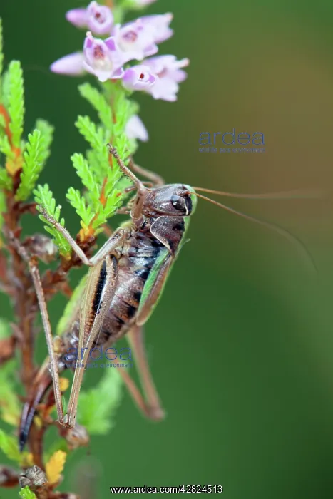 : Bog Bush cricket - female - heathland : Bog Bush cricket - female - heathland