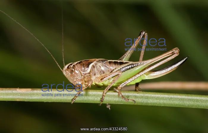 : Bog Bush-cricket - perched : Bog Bush-cricket - perched
