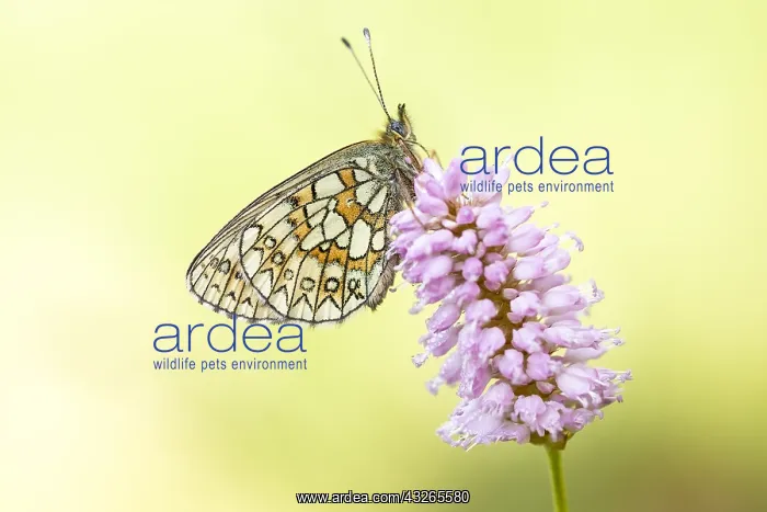 : Bog Fritillary (Boloria eunomia) on European Bi : Bog Fritillary (Boloria eunomia) on European Bi