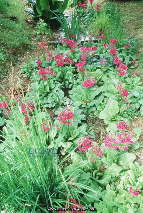 : BOG GARDEN : BOG GARDEN
