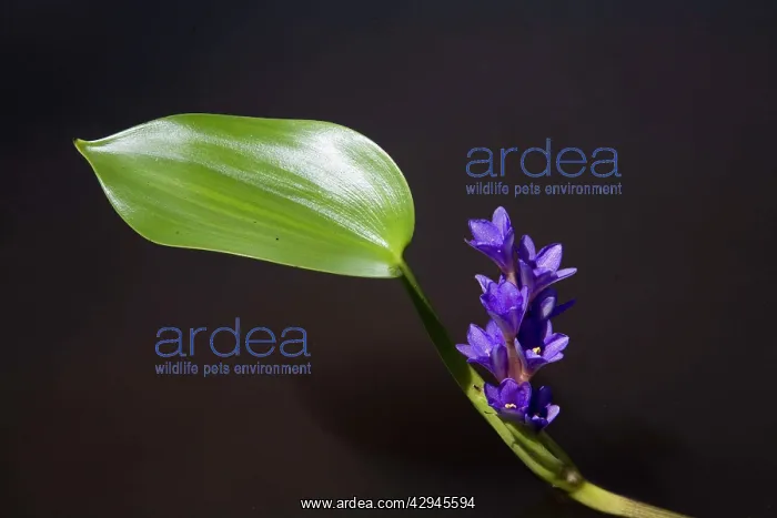 : Bog Hyacinth : Bog Hyacinth
