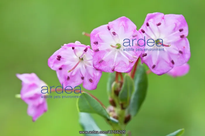 : Bog Laurel : Bog Laurel